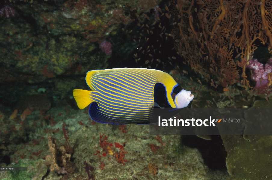 Pez ángel emperador (Pomacanthus imperator), Tailandia