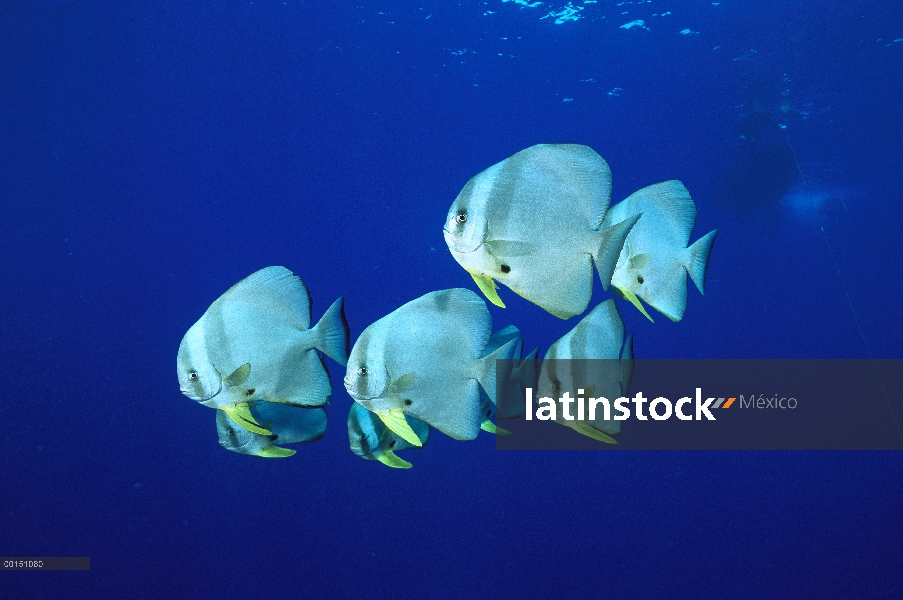 Natación escuela de carite Batfish (Platax teira) abiertos agua, Kimbe Bay, Papua Nueva Guinea