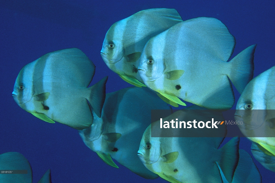 Escuela de carite Batfish (Platax teira) bajo el agua, Kimbe Bay, Papua Nueva Guinea