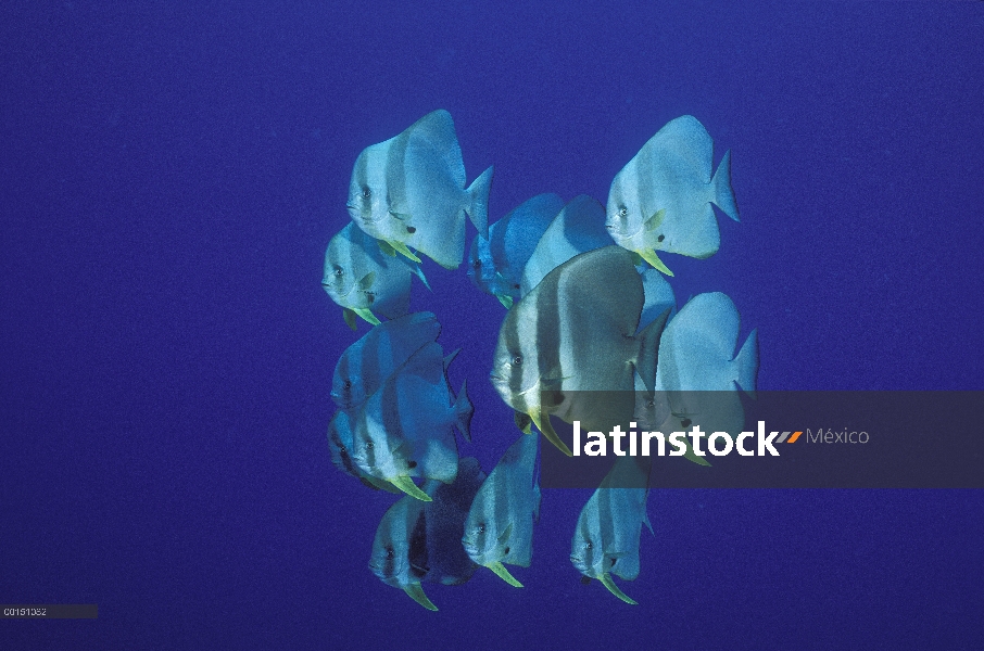 Natación escuela de carite Batfish (Platax teira) a través de aguas abiertas, Kimbe Bay, Papua Nueva