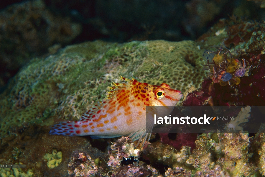 Enano carabalíes (Cirrhitichthys falco), Bahía de Milne, Papua Nueva Guinea