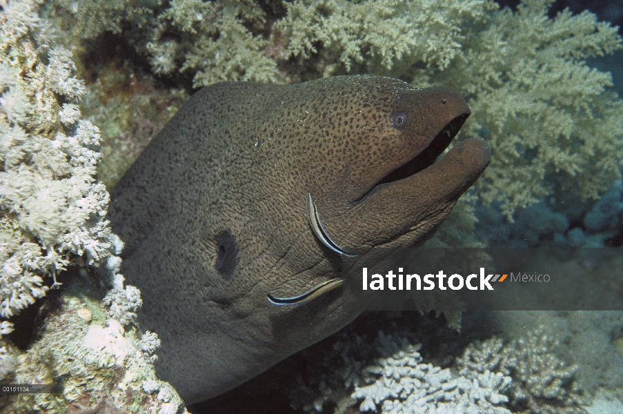 Pez limpiador azul rayado (Labroides dimidiatus) trabajando en una anguila gigante de Morena (Gymnot