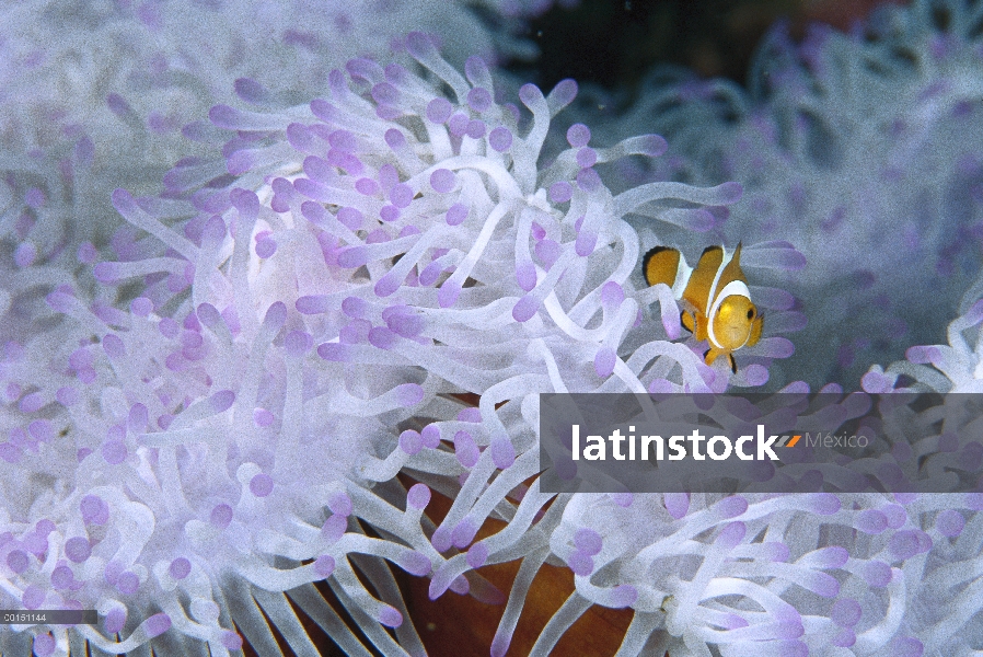 Payaso de la familia de peces (Amphiprion ocellaris) en una anémona de mar magnífica (Heteractis mag