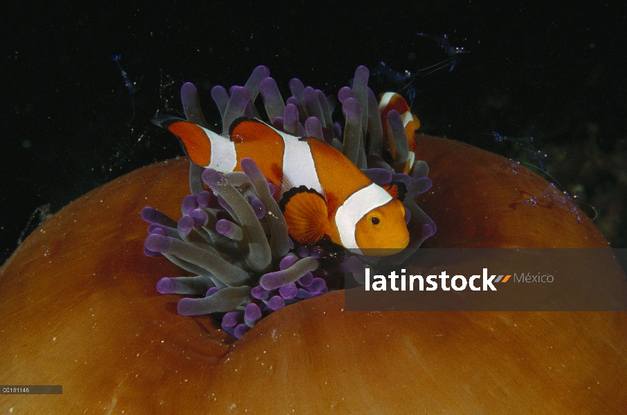 Payaso (Amphiprion ocellaris) de peces y camarón limpiador con una anémona de mar magnífica (Heterac