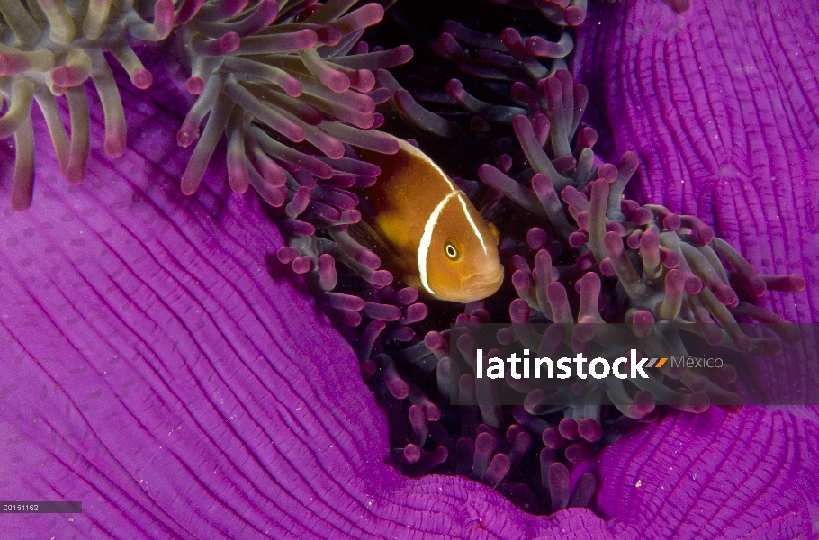 Anémona rosada (Amphiprion perideraion) ubicado entre los tentáculos de su anfitrión de la anémona d