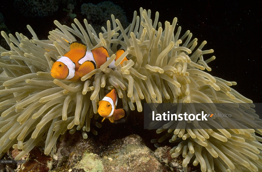 Blackfinned Clownfish (percula de Amphiprion) guardar huevos puestos al lado de su anfitrión de aném