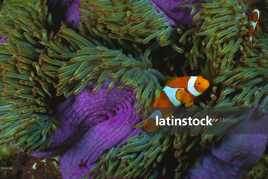 Blackfinned Clownfish (percula de Amphiprion) en una anémona de mar magnífica (Heteractis magnifica)