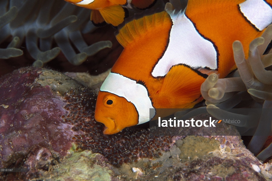 Blackfinned Clownfish (percula de Amphiprion) cuidando huevos puestos al lado de su anfitrión de ané