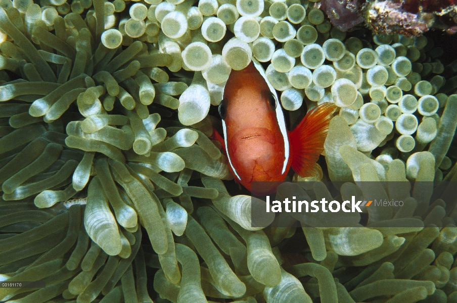 Arenero anémona (Amphiprion latezonatus) viven con una anémona de mar de tentáculo (Entacmaea quadri