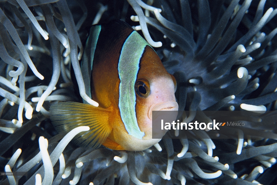 Anémona de Clark (clarkii de Amphiprion) ubicado en anémona, Manado, North Sulawesi, Indonesia