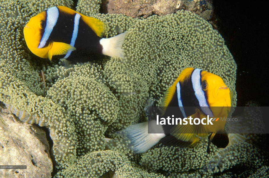 Par de peces (Amphiprion chrysopterus) aleta naranja con anémona de mar, la bahía de Milne, Papua Nu