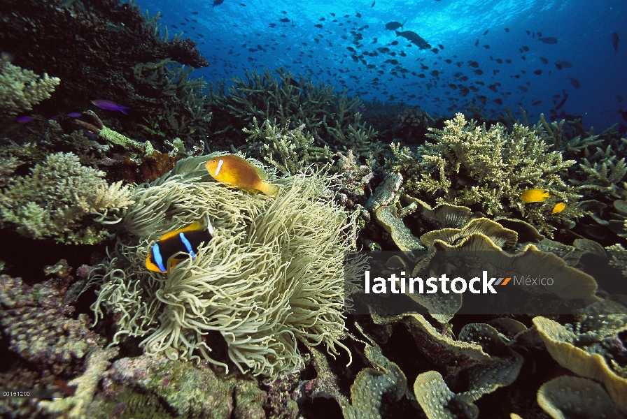 Peces blanco-bonnet (Amphiprion leucokranos) y una anémona naranja-aleta (Amphiprion chrysopterus) o