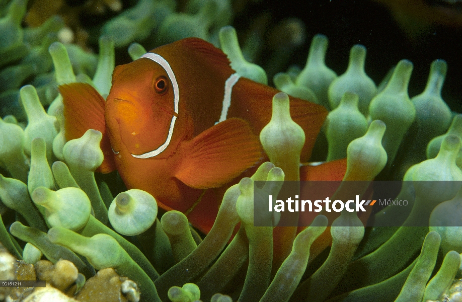 Columna vertebral-mejilla anémona (Premnas biaculeatus) vive sólo con el mar de tentáculos de anémon