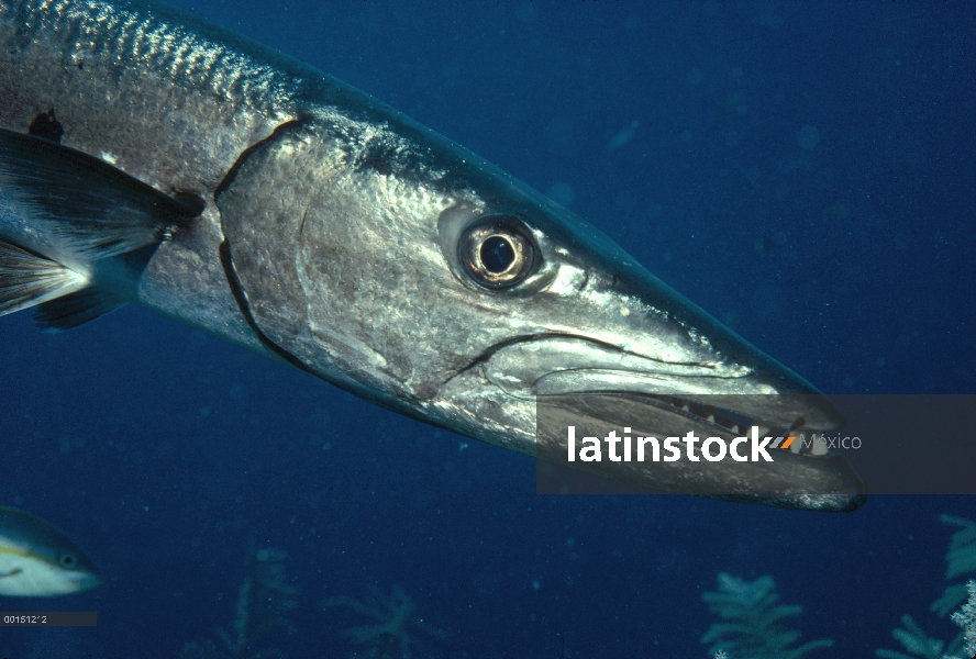 Gran retrato de la Barracuda (Sphyraena barracuda), isla de Caicos del sur, Antillas Británicas, Car