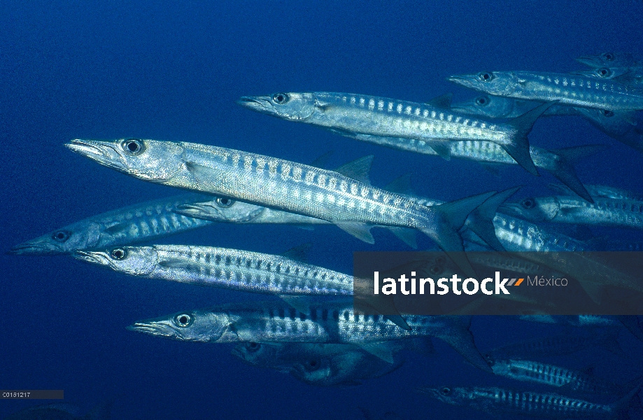 Escuela de Blackfin Barracuda (Sphyraena qenie) fuera de la isla Lizard, gran barrera de coral, Quee