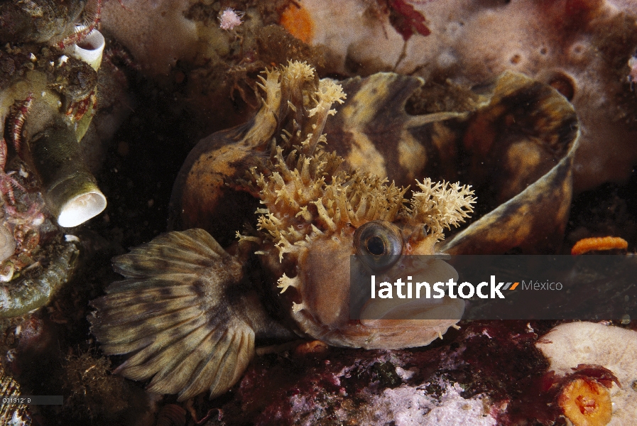 Decorado Warbonnet (Chirolophis decoratus), Columbia Británica, Canadá