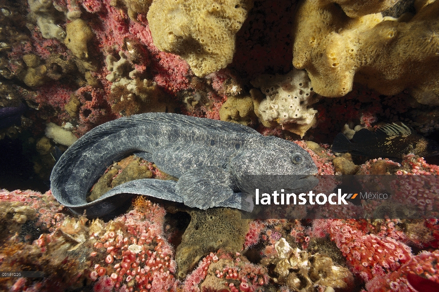 Anguila del lobo (Anarrhichthys ocellatus) mujer se sienta sobre un lecho de fresa anémonas (Corynac