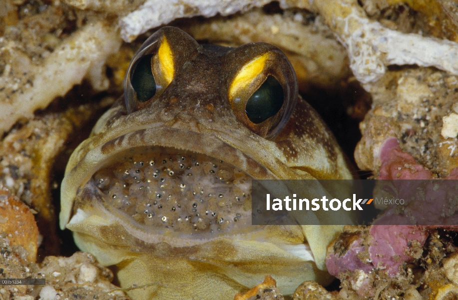 Spotfin Jawfish (Opistognathus sp) hombre toma incubando huevos en su boca, Manado, North Sulawesi, 