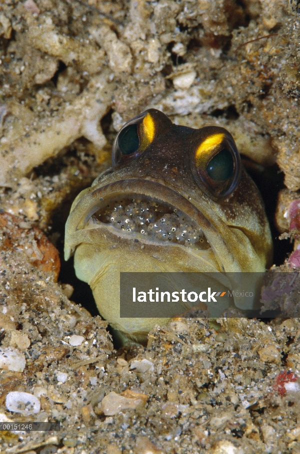 Spotfin Jawfish (Opistognathus sp) hombre toma incubando huevos en su boca, Manado, Sulawesi, Indone