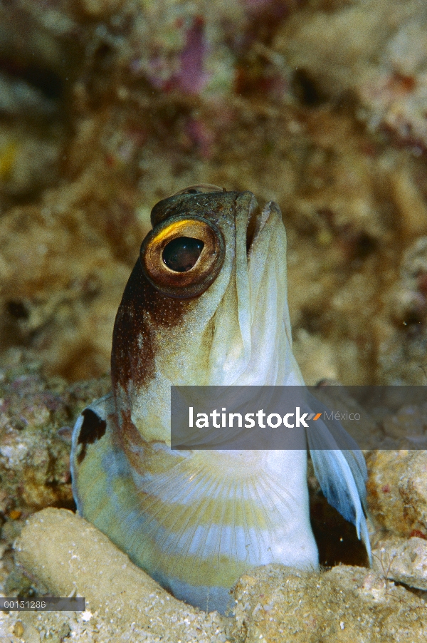 Spotfin Jawfish (Opistognathus sp) leerlo de madriguera, Manado, Sulawesi, Indonesia