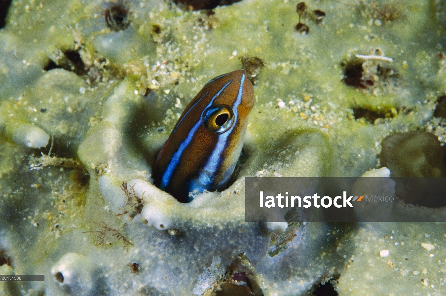 Abandonado de rayas azul Blenio (Plagiotremus rhinorhynchos) mirando hacia fuera del agujero de gusa