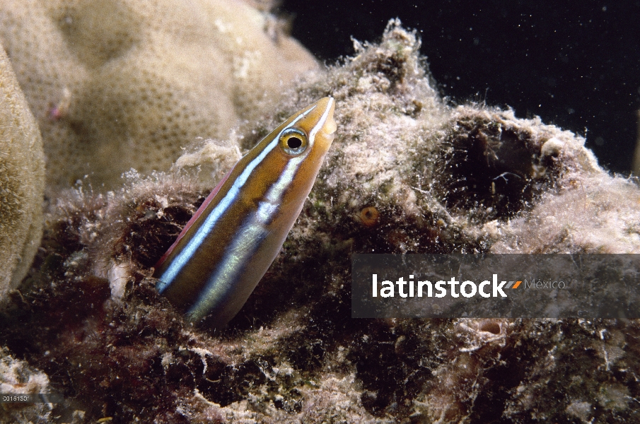 Azul rayas Blenio (Plagiotremus rhinorhynchos), Queensland, Australia