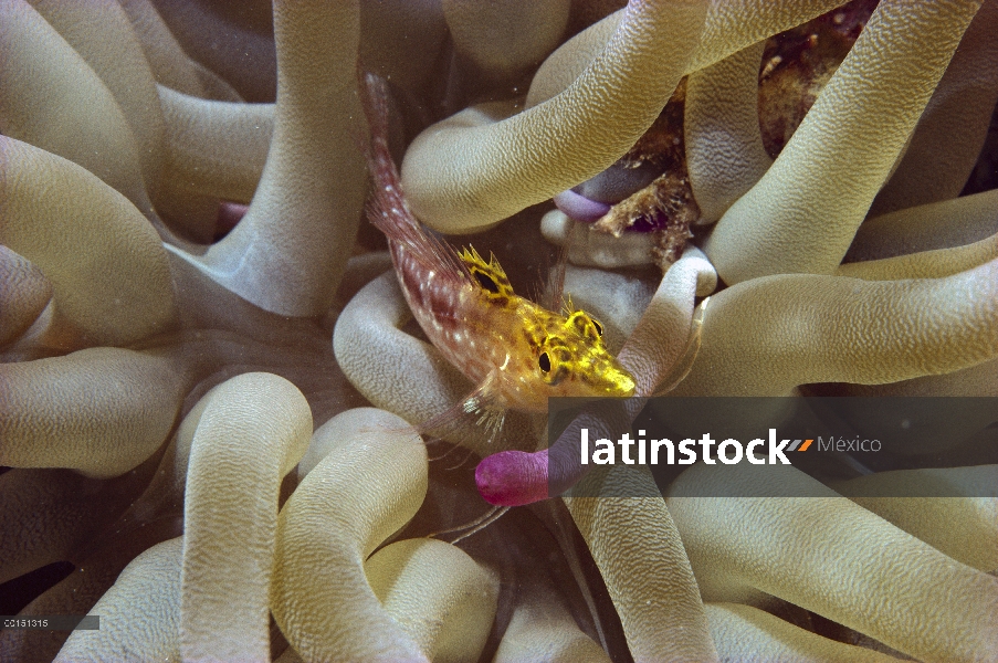 Blenio diamante (Malacoctenus boehlkei) en los tentáculos de la anémona, Islas Vírgenes Británicas, 