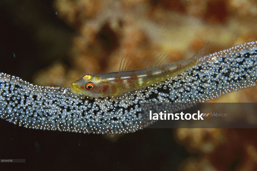 Whip Coral Gobio (Bryaninops youngei) en los huevos, Sulawesi, Indonesia