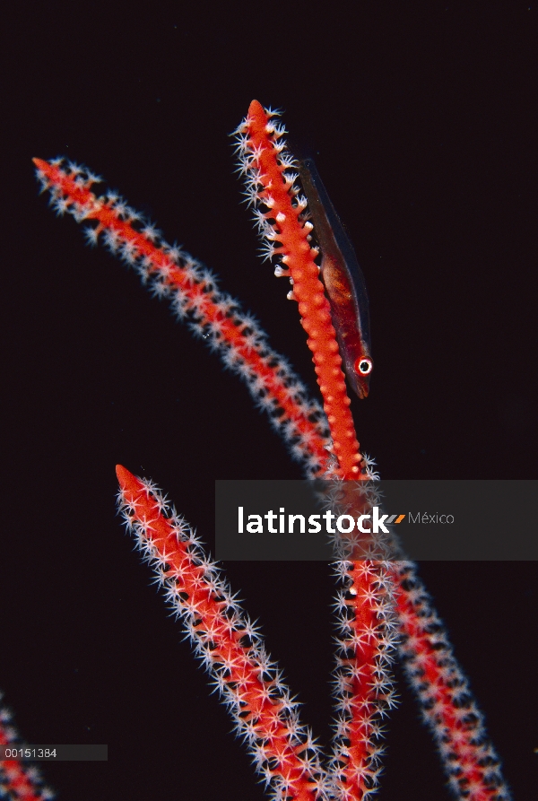 Gobio látigo grande (Bryaninops amplus) en coral, Australia