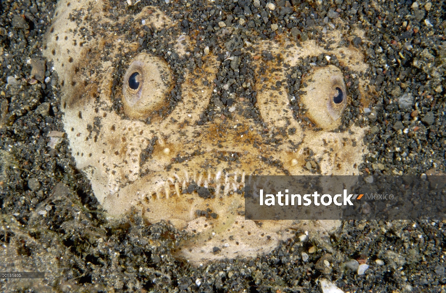 Whitemargin Stargazer (Uranoscopus sulphureus) mentira enterrada en la arena esperando presa, estrec