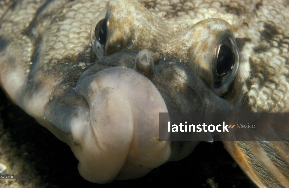 Winter Flounder (Pleuronectes americanus), York, Maine