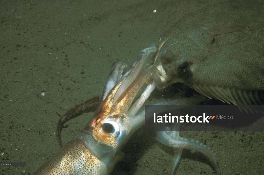 Winter Flounder (Pleuronectes americanus) comiendo un Boreal calamar (Illex illecebrosus), Lubec, Ma