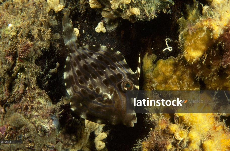 Mosaico de colores cambiantes juveniles de la chaqueta de cuero (Eubalichthys mosaicus), secuencia E