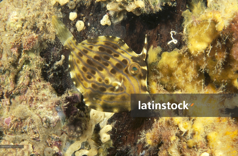 Mosaico de colores cambiantes juveniles de la chaqueta de cuero (Eubalichthys mosaicus), secuencia E