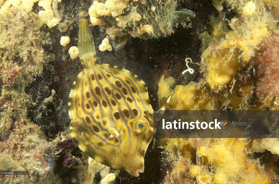 Mosaico de colores cambiantes juveniles de la chaqueta de cuero (Eubalichthys mosaicus), secuencia E