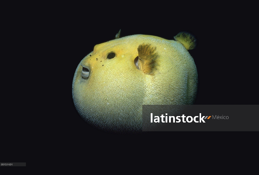 Guineafowl Pufferfish (Arothron meleagris) en su fase de color de oro envanecidos, lado vista, isla 