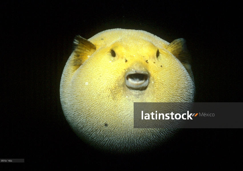 Guineafowl Pufferfish (Arothron meleagris) en su fase de color dorado se envanezca de torre isla, Ga