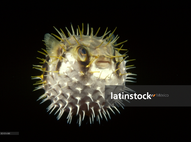 Los tamborillos (Diodon nicthemerus) ingiere agua para sí mismo de hojaldre y señala sus espinas hac