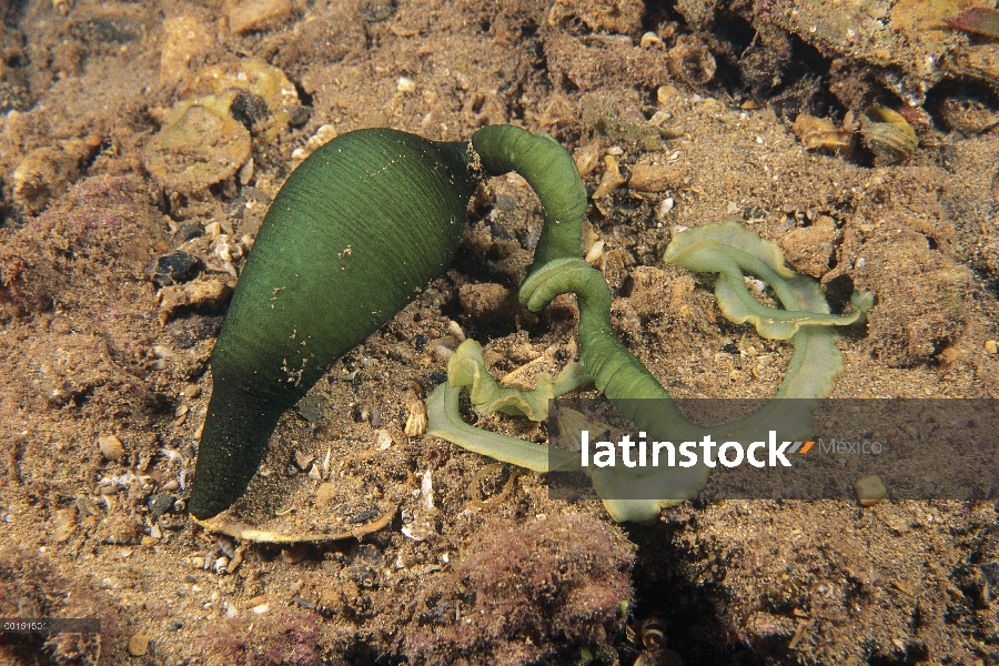 Gusano de la cuchara (haswelli Metabonellia), Edithburgh, Australia