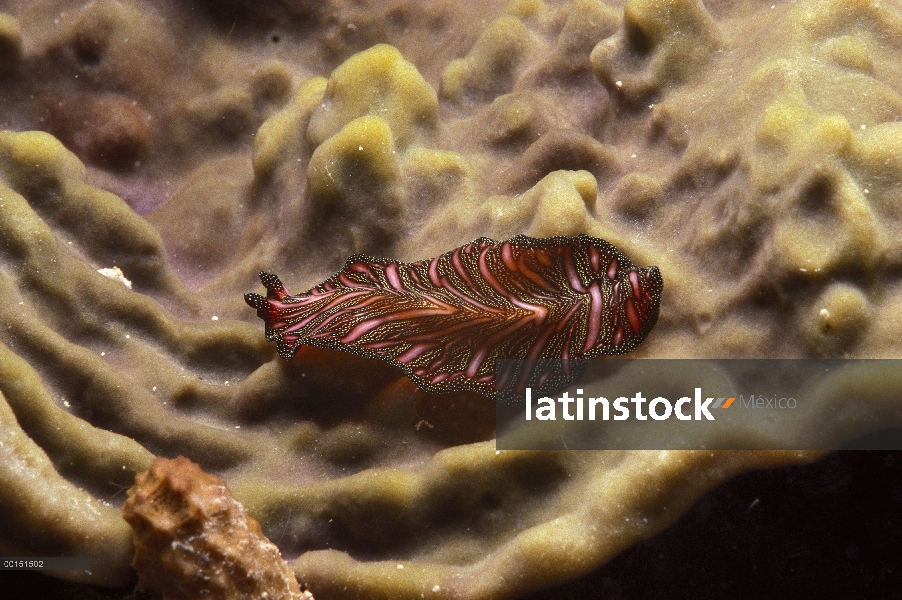 Flatworm (Pseudobiceros bedfordi) arrastrándose a través de coral, gran barrera de coral, Australia