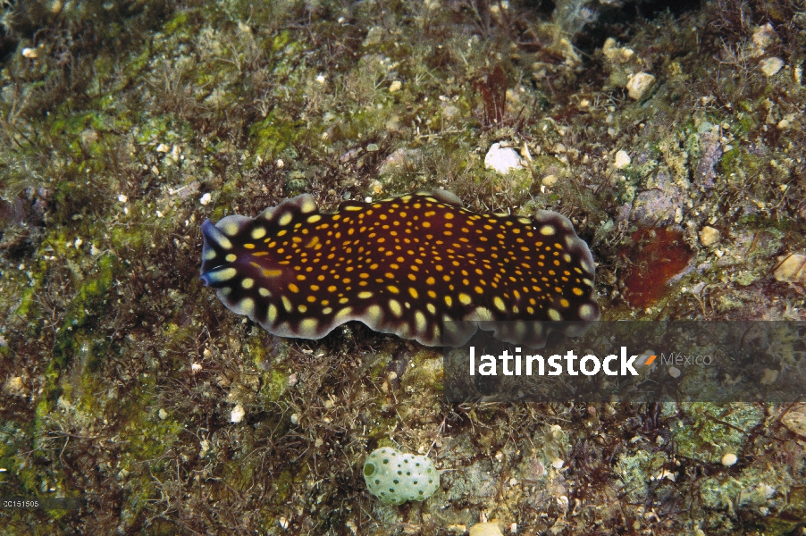 Flatworm (Pseudoceros sp), Manado, Sulawesi, Indonesia