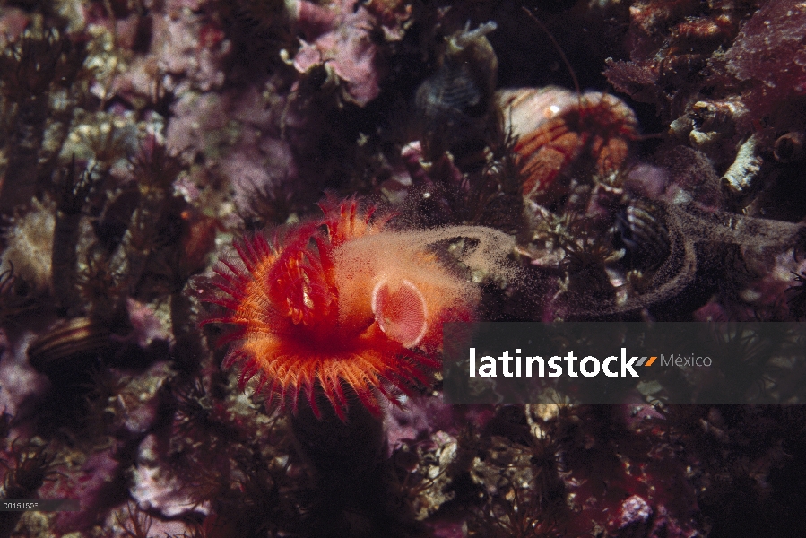 Gusano de tubo rojo (Serpula vermicularis) liberando huevos planctónicos, isla de Vancouver, Columbi