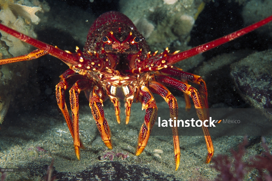 Retrato de langosta (Jasus edwardsii) sur, Península de Tasman, Tasmania, Australia