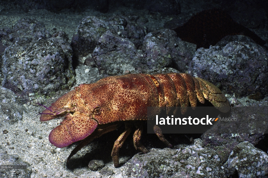 Retrato de langosta del deslizador de Galápagos (Scyllarides astori), Jervis Island, las Islas Galáp