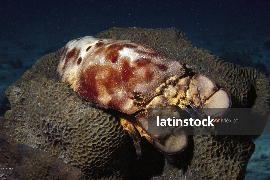 Langosta del deslizador de Español (Scyllarides aequinoctialis), British West Indies, Caicos del sur