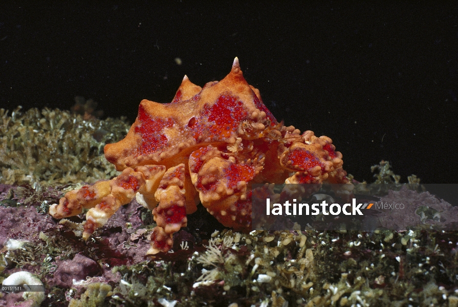 Puget Sound King Crab (Lopholithodes mandtii), isla de Vancouver, Columbia Británica, Canadá