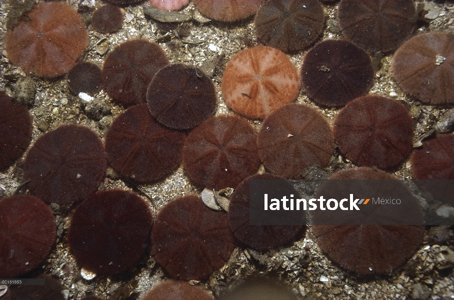 Sand Dollar (Echinarachnius parma) grupo, punto de Schoodic, Parque Nacional Acadia, Maine