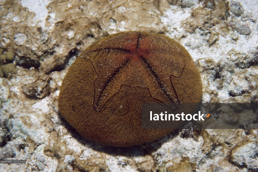 Erizo de corazón rojo (Meoma ventricosa), Bonaire, Caribe