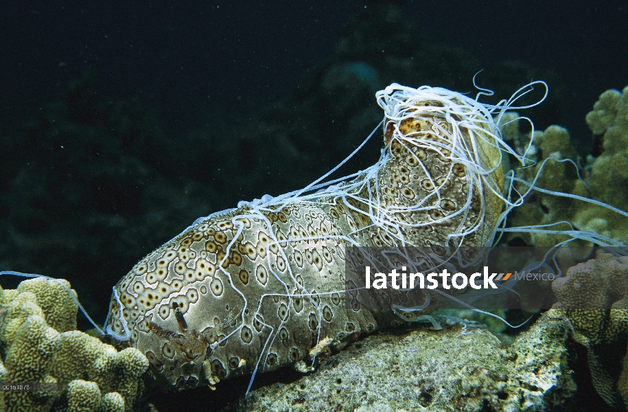 Pepino de mar de leopardo (Bohadschia argus) expulsa una masa de túbulos cuvierian pegajosos blanco 