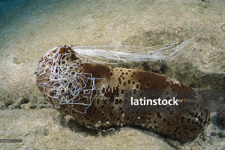 Pepino de mar de leopardo (Bohadschia argus) expulsa masa de túbulos pegajosos blancos largo como un